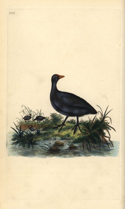 Foulque macroule, Fulica atra. Gravure à la main en cuivre dessinée et gravée par Edward Donovan de son propre « Histoire naturelle des oiseaux britanniques », Londres - Edward Donovan