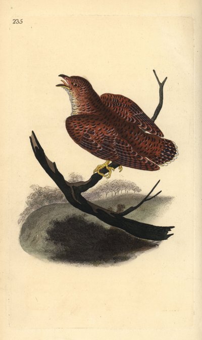 Coucou gris (juvénile), Cuculus canorus - Edward Donovan