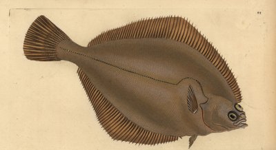 Limande, Limanda limanda. Gravure à la main par Edward Donovan de son "Histoire naturelle des poissons britanniques" - Edward Donovan