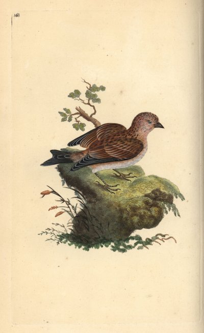 Linotte mélodieuse, Carduelis cannabina. Gravure sur cuivre coloriée à la main dessinée et gravée par Edward Donovan de son Histoire naturelle des oiseaux britanniques, Londres - Edward Donovan