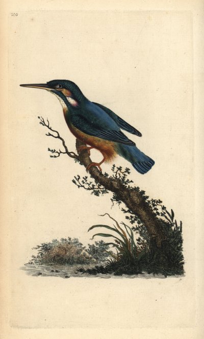 Martin-pêcheur d