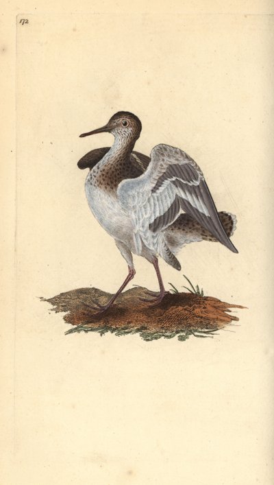 Chevalier guignette, Actitis hypoleucos. Gravure à la main en cuivre dessinée et gravée par Edward Donovan de son Histoire naturelle des oiseaux britanniques, Londres - Edward Donovan