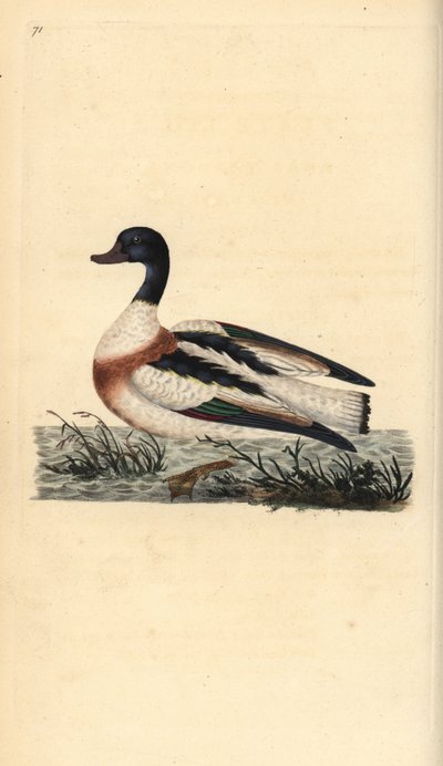 Tadorne de Belon, Tadorna tadorna. Gravure à la main en cuivre dessinée et gravée par Edward Donovan de son propre « Histoire naturelle des oiseaux britanniques », Londres - Edward Donovan