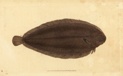 Sole commune ou sole de Douvres, Solea solea (Pleuronectes solea) - Edward Donovan