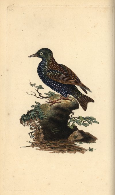Étourneau sansonnet, Sturnus vulgaris. Gravure à la main en cuivre dessinée et gravée par Edward Donovan de son propre « Histoire naturelle des oiseaux britanniques », Londres - Edward Donovan