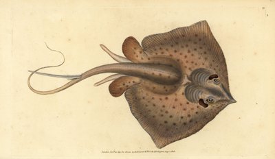 Raie commune, Dasyatis pastinaca - Edward Donovan