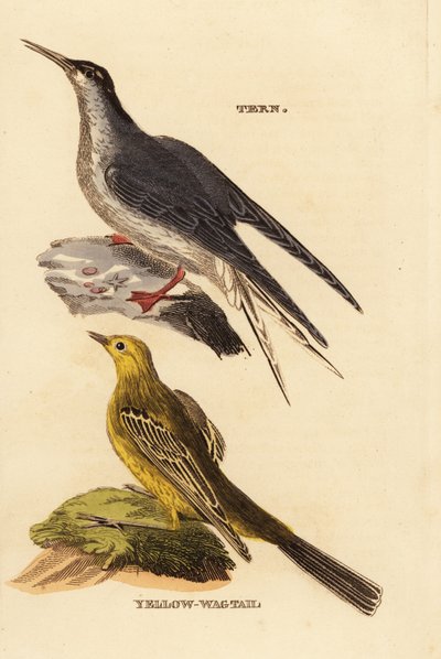 Sterne pierregarin, Sterna hirundo, et Bergeronnette printanière, Motacilla flava - Edward Donovan