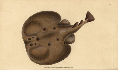 Torpille commune ou raie électrique, Raja torpedo. Gravure à la main en cuivre dessinée et gravée par Edward Donovan de son Histoire naturelle des poissons britanniques, Donovan et F.C. et J. Rivington, Londres - Edward Donovan