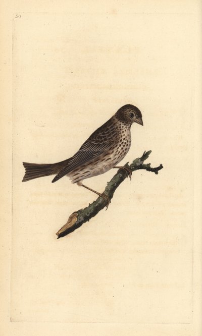 Bruant proyer, Miliaria calandra. Gravure à la main en cuivre dessinée et gravée par Edward Donovan de son Histoire naturelle des oiseaux britanniques, Londres - Edward Donovan