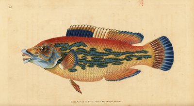 Labre coucou, Labrus mixtus (Labre rayé, Labrus variegatus). Gravure à la main en cuivre dessinée et gravée par Edward Donovan de son Histoire naturelle des poissons britanniques, Donovan et F.C. et J. Rivington, Londres - Edward Donovan