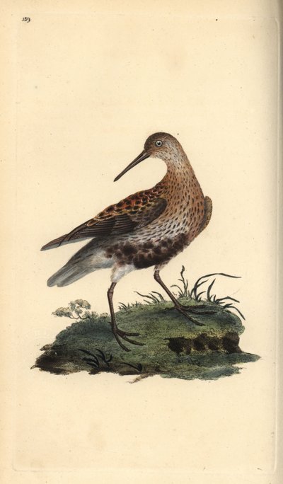 Bécasseau variable, Calidris alpina - Edward Donovan