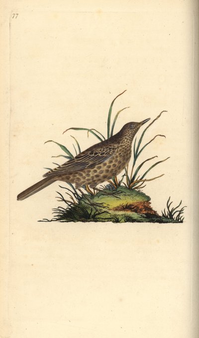 Alouette sombre, Pinarocorys nigricans - Edward Donovan