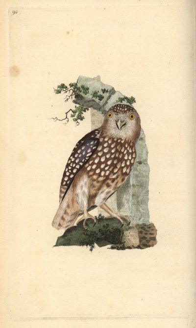 Chouette chevêchette d