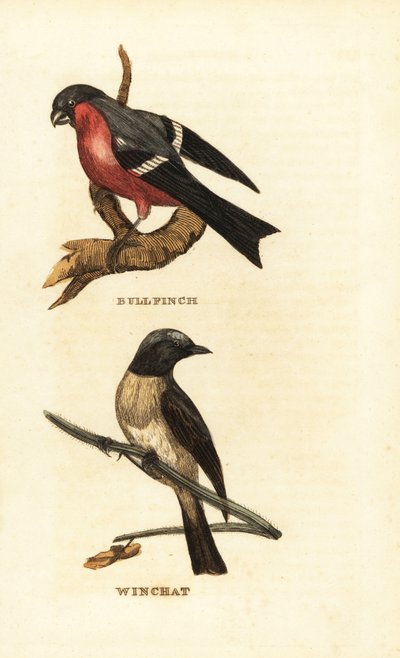 Bouvreuil pivoine, Pyrrhula pyrrhula, et tarier des prés, Saxicola rubetra - Edward Donovan