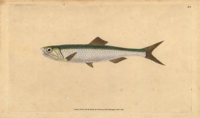 Anchois européen, Engraulis encrasicolus. Gravure à la main en cuivre dessinée et gravée par Edward Donovan de son Histoire naturelle des poissons britanniques, Donovan et F.C. et J. Rivington, Londres - Edward Donovan