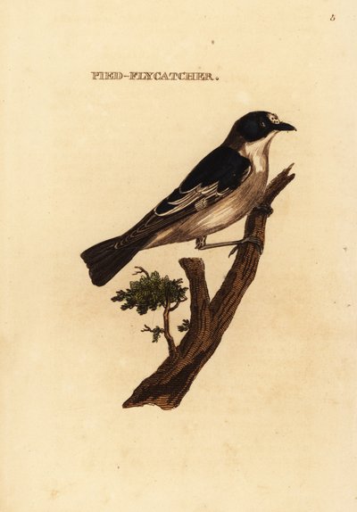Gobemouche noir et blanc, Ficedula hypoleuca - Edward Donovan