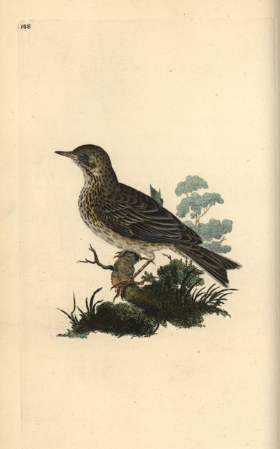 Alouette des champs, Alauda minor (ou Pipit des arbres, Anthus trivialis?) - Edward Donovan