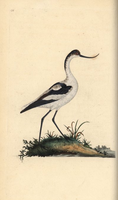 Avocette élégante, Recurvirostra avosetta. Gravure à la main en cuivre dessinée et gravée par Edward Donovan de son Histoire naturelle des oiseaux britanniques, Londres - Edward Donovan