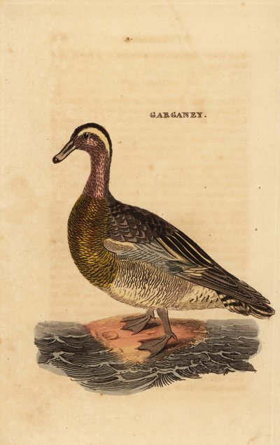 Sarcelle d