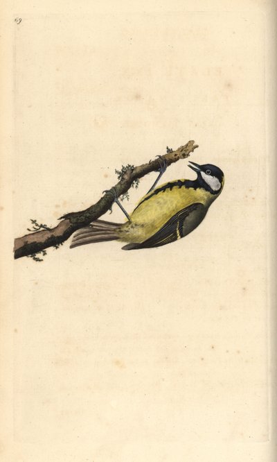 Mésange charbonnière, Parus major - Edward Donovan