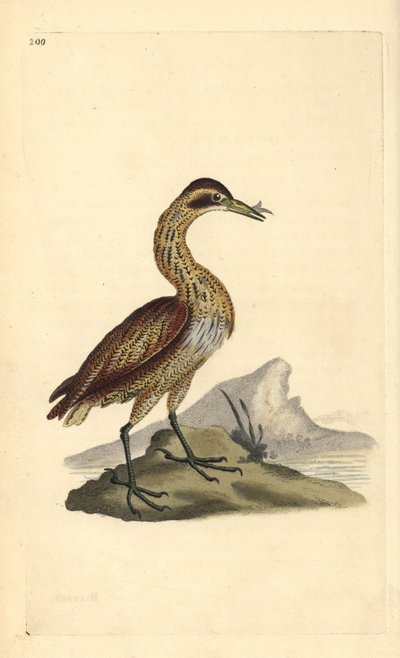 Butor étoilé, Botaurus stellaris. Gravure sur cuivre colorée à la main tirée de l