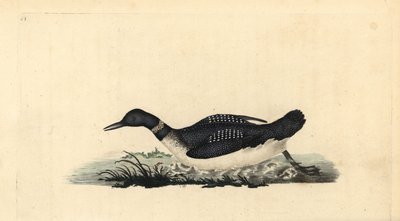 Plongeon imbrin, Gavia immer - Edward Donovan