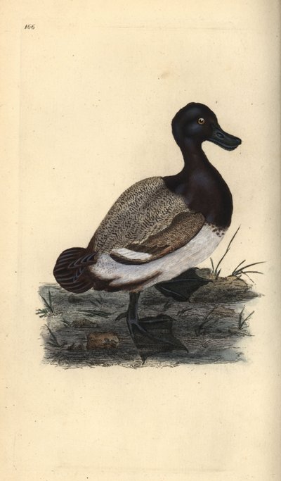 Fuligule milouinan, Aythya marila - Edward Donovan