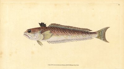 Grande vive, Trachinus draco. Gravure à la main en cuivre dessinée et gravée par Edward Donovan de son Histoire naturelle des poissons britanniques, Donovan et F.C. et J. Rivington, Londres - Edward Donovan