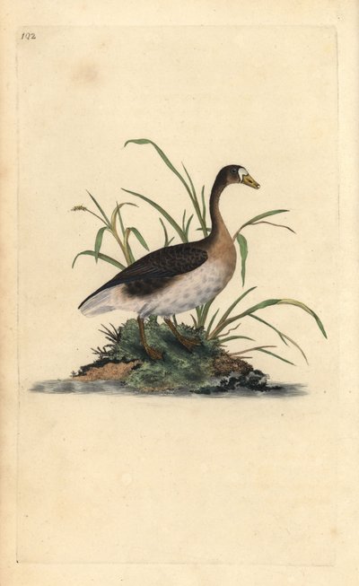 Oie rieuse, Anser albifrons. Gravure à la main en cuivre dessinée et gravée par Edward Donovan de son propre Histoire naturelle des oiseaux britanniques, Londres - Edward Donovan