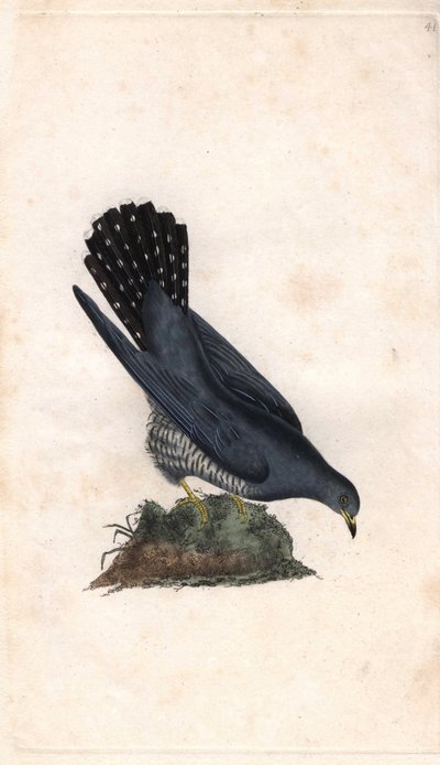 Coucou gris. Cuculus canorus - Edward Donovan