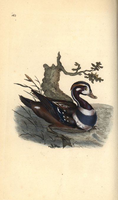 Arlequin plongeur, Histrionicus histrionicus - Edward Donovan