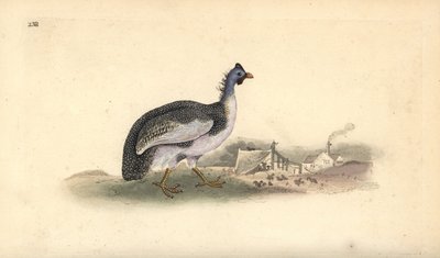 Pintade casquée, Numida meleagris - Edward Donovan