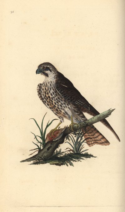 Faucon hobereau, Falco subbuteo, avec une patte sur un oiseau mort - Edward Donovan