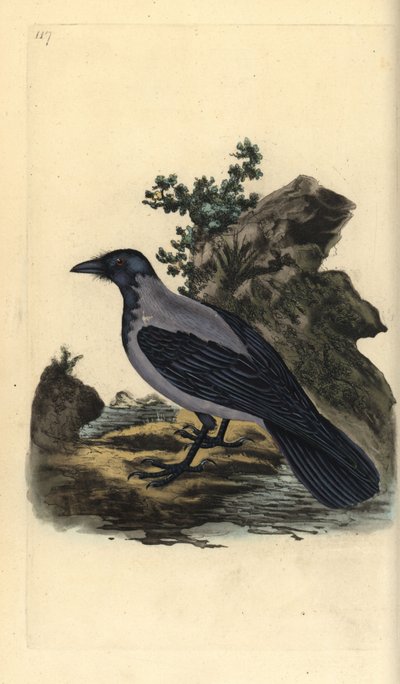Corneille mantelée, Corvus cornix. Gravure à la main en cuivre dessinée et gravée par Edward Donovan de son propre « Histoire naturelle des oiseaux britanniques », Londres - Edward Donovan