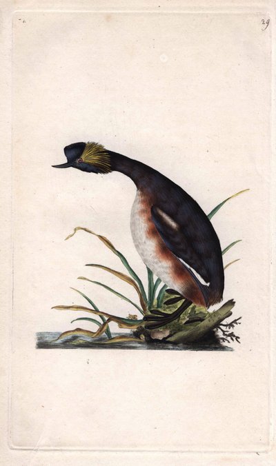 Grèbe cornu ou grèbe oreillard. Podiceps auritus (Colymbus auritus) - Edward Donovan