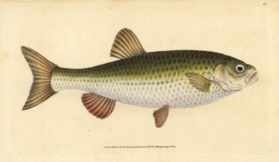 Ides, Leuciscus idus - Edward Donovan