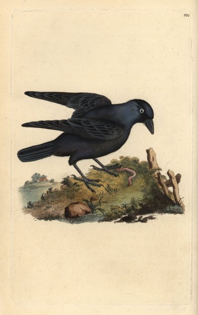 Choucas des tours, Corvus monedula, avec ver - Edward Donovan