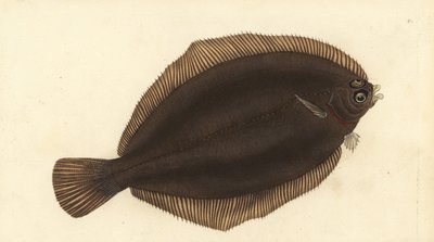 Sole citron, Microstomus kitt - Edward Donovan