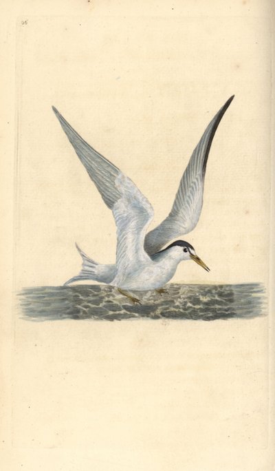 Sterne naine. Sternula albifrons. Gravure à la main par Edward Donovan de son "Histoire naturelle des oiseaux britanniques" - Edward Donovan