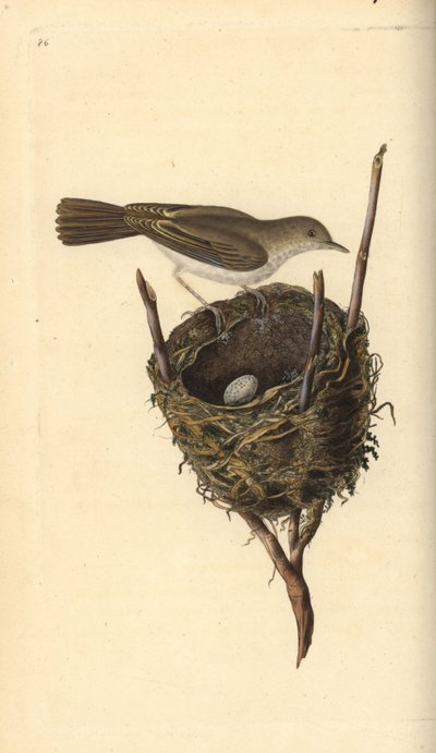 Fauvette babillarde, Sylvia communis, avec nid et œuf. Gravure à la main en cuivre dessinée et gravée par Edward Donovan de son propre "Histoire naturelle des oiseaux britanniques," Londres - Edward Donovan