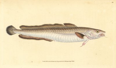 Lingue, Molva molva. Gravure à la main en cuivre dessinée et gravée par Edward Donovan de son Histoire naturelle des poissons britanniques, Donovan et F.C. et J. Rivington, Londres - Edward Donovan