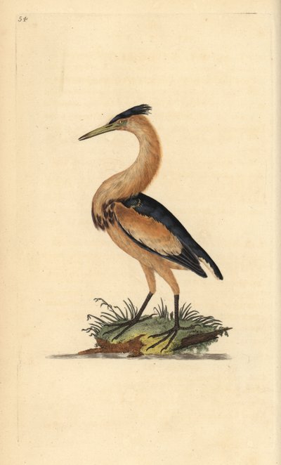 Blongios nain, Ixobrychus minutus. Gravure à la main en cuivre dessinée et gravée par Edward Donovan de son propre Histoire naturelle des oiseaux britanniques, Londres - Edward Donovan