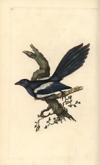 Pie, Pica pica - Edward Donovan