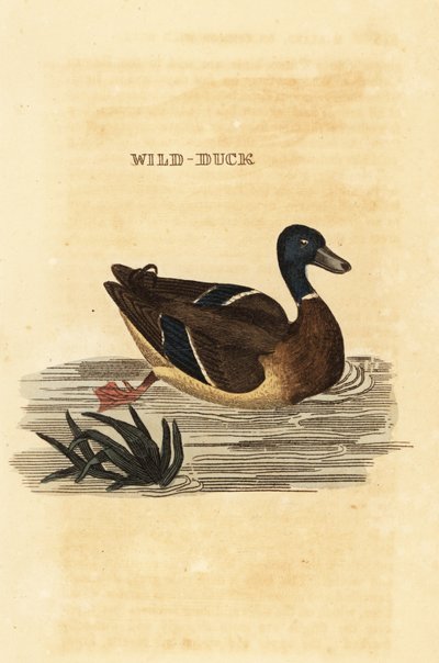 Canard colvert, Anas platyrhynchos - Edward Donovan