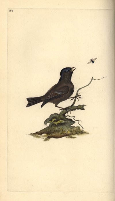 Mésange nonnette, Poecile palustris. Gravure à la main en cuivre dessinée et gravée par Edward Donovan de son propre Histoire naturelle des oiseaux britanniques, Londres - Edward Donovan