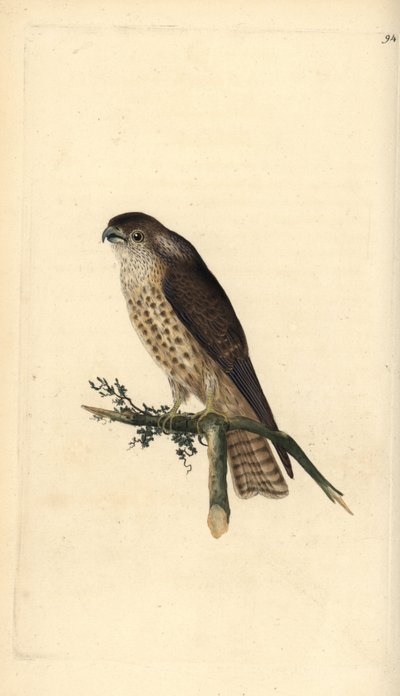 Faucon émerillon, Falco columbarius - Edward Donovan