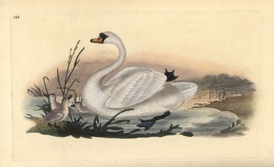 Cygne tuberculé, Cygnus olor, avec des poussins - Edward Donovan