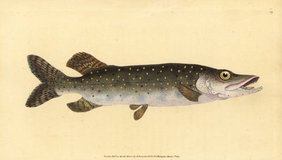 Brochet, Esox lucius - Edward Donovan