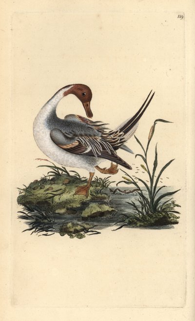 Canard pilet, Anas acuta - Edward Donovan