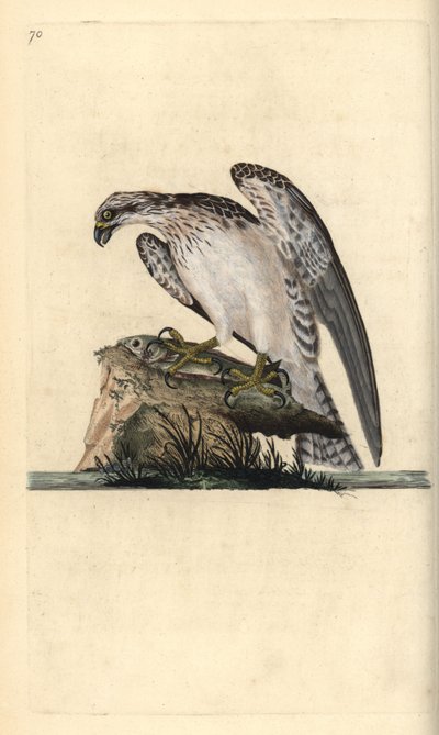 Balbuzard pêcheur, Pandion haliaetus, debout sur un poisson attrapé. Gravure à la main en cuivre dessinée et gravée par Edward Donovan de son propre Histoire naturelle des oiseaux britanniques, Londres - Edward Donovan